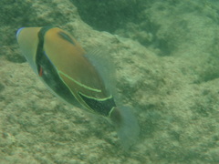 Rhinecanthus rectangulus
