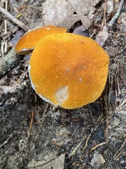 Boletus auripes