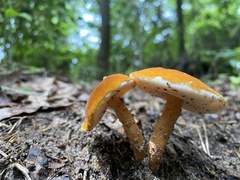 Boletus auripes