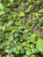 Linnaea borealis