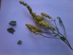 Manochlamys albicans