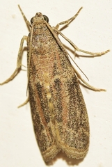 Cadra calidella
