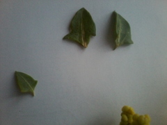 Manochlamys albicans