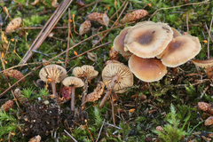 Gymnopus earleae