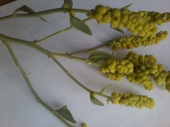 Manochlamys albicans