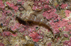 Black-Throated Triplefin photo 2