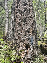 Pseudotsuga menziesii