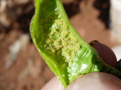 Brachycaudus amygdalinus