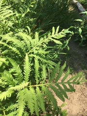 Onoclea sensibilis