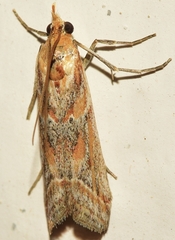 Ancylosis sareptalla