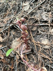 Corallorhiza striata