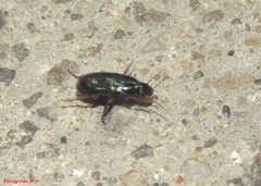 Harpalus