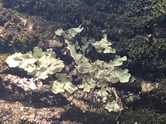 Flavoparmelia caperata