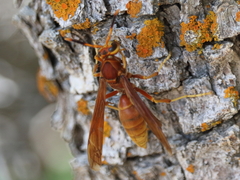 Polistes kaibabensis