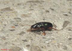 Harpalus