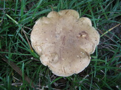 Tylopilus rhodoconius