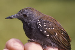 Myrmophylax atrothorax