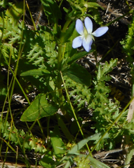 Viola accrescens