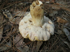 Tylopilus rhodoconius