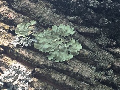 Flavoparmelia caperata