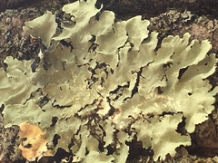Flavoparmelia caperata