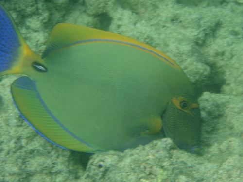 Eyestripe Surgeonfish