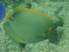 Acanthurus dussumieri