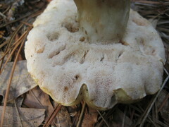 Tylopilus rhodoconius