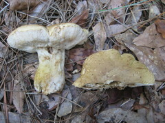 Tylopilus rhodoconius