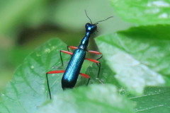 Neocollyris