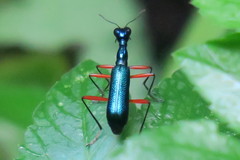 Neocollyris