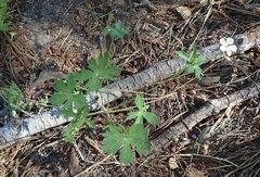 Geranium californicum