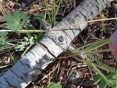 Geranium californicum