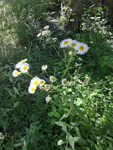 Buckeye Trail (Whipple)