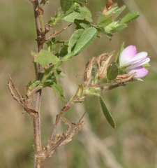 Ononis spinosa spinosa