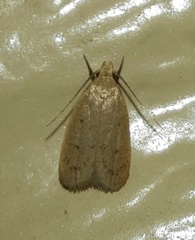 Inga obscuromaculella