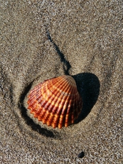 Acanthocardia tuberculata