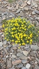 Potentilla nivea