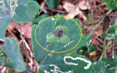 Phytomyza aquilegiae group