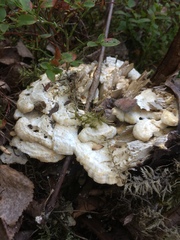 Trametes velutina