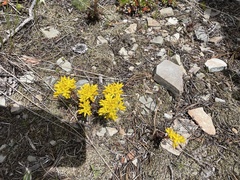Calochortus gunnisonii