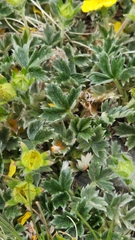 Potentilla nivea
