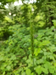 Hordelymus europaeus