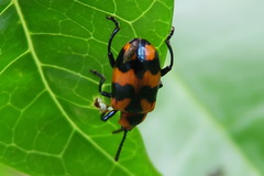 Phyllocharis undulata