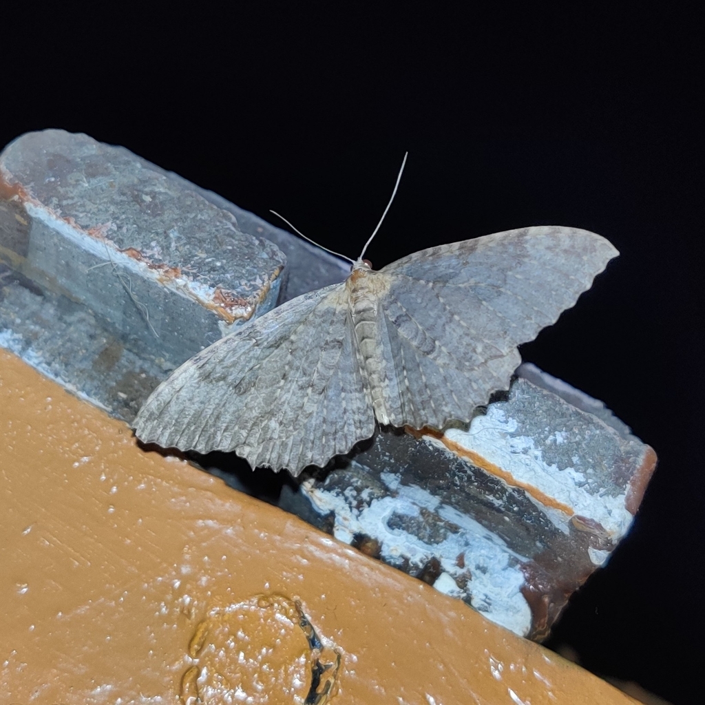 Triphosa venimaculata