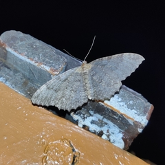 Triphosa venimaculata