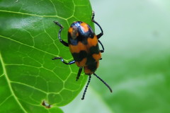 Phyllocharis undulata