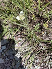 Calochortus gunnisonii