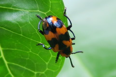 Phyllocharis undulata