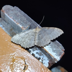 Triphosa venimaculata